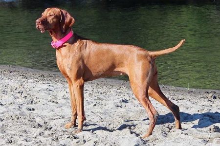 Image of Sokoldalu-N-Jaybren's Radiant Fyre