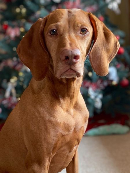 Image of Sokoldalu-N-Jaybren's Radiant Fyre