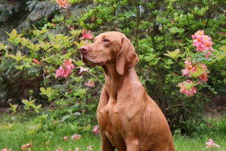 Image of Furia Vizsla Pasion
