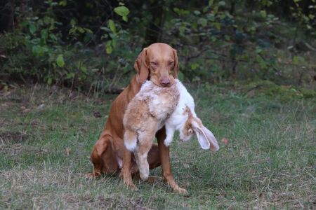 Image of Furia Vizsla Pasion