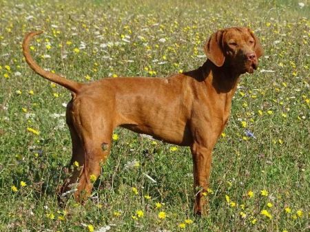 Image of Pandora Saphira Vodni Dragulj