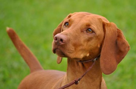 Image of Jaseni's Jasmine