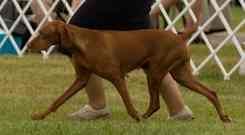 Image of Cruiser's Notjusta Prty Face