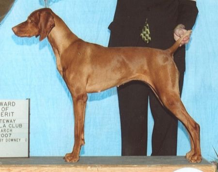 Image of Cruiser's Notjusta Prty Face