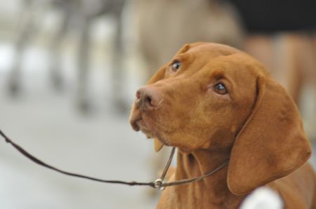 Image of Cruiser's Notjusta Prty Face