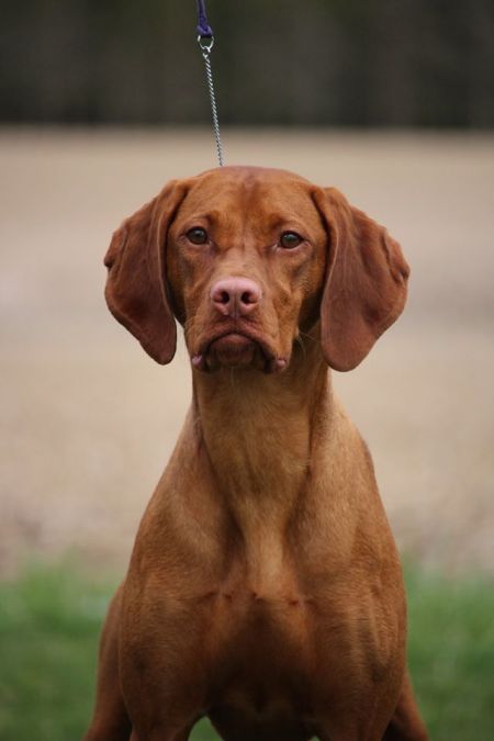 Image of Ourdream's Hold My Halo