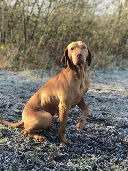 Image of Vadászfai Szipka