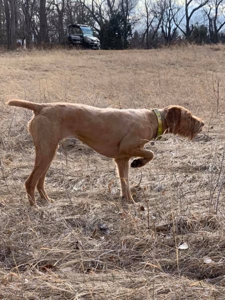 Image of Sudden Valley's Just Like Fire