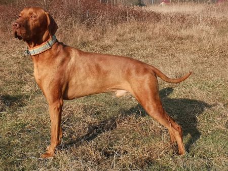 Image of Brego Pepperoni Team