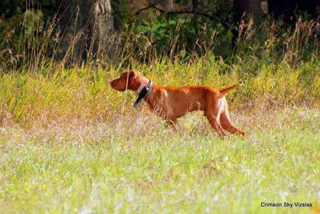Image of Crimsons Dont Bogart That Joint / Crimsons Bogart That Joint