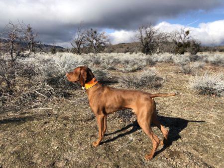 Image of Kizmar Calibre Elite Expressionist