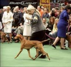 Image of Diamondmines 24 Caret Gold