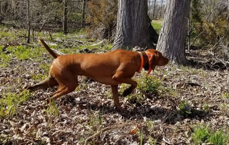 Image of Rhapsody's Warrior Princess Mikayla