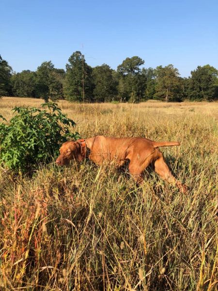Image of Solaris N' Illusion Lightning With A Twist