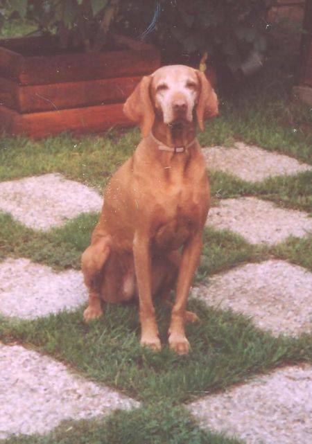 Image of Naphegyi-Vadász Aliz