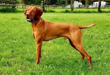 Image of Olina-Sokoldalu's Captain's Dauntless Spirit