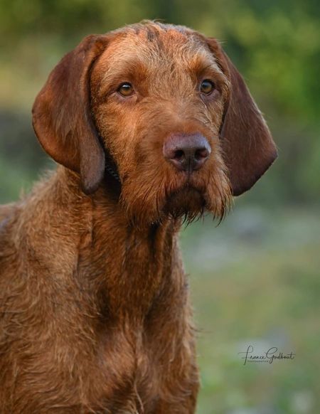 Image of Zöldmáli Cetli