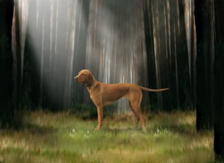 Image of Miya Cinnamon Vizsla Dream