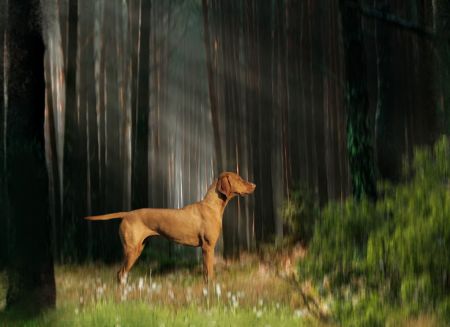 Image of Sofija Podlaska Kraina Wyzla