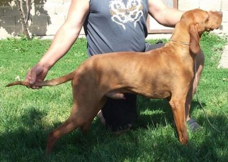 Image of Erlo (JR 71695 MV)