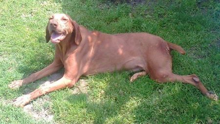 Image of Vadasz Zofika