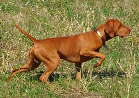 Image of Russet Leather Wild Bill Cody