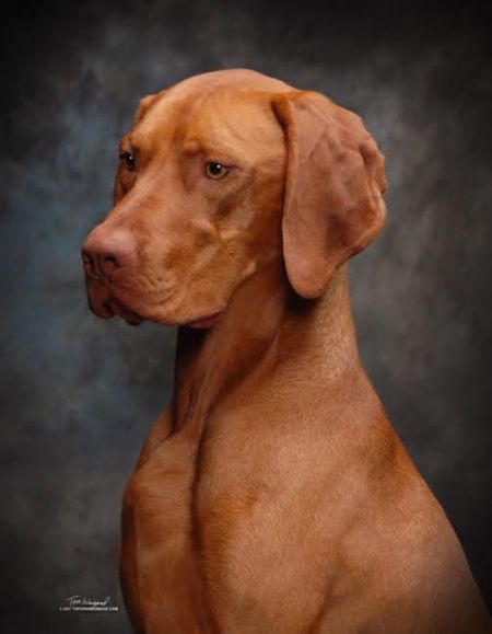Image of Russet Leather Wild Bill Cody