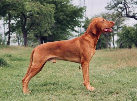 Image of Cesar Delonga Bohemia