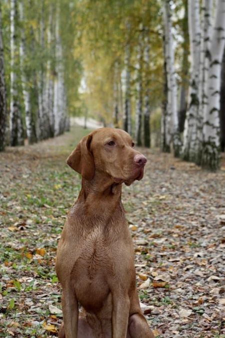 Image of Cesar Delonga Bohemia