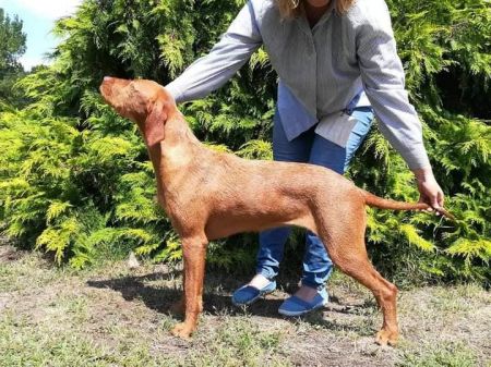 Image of Csepregi-Vadász Csinszka