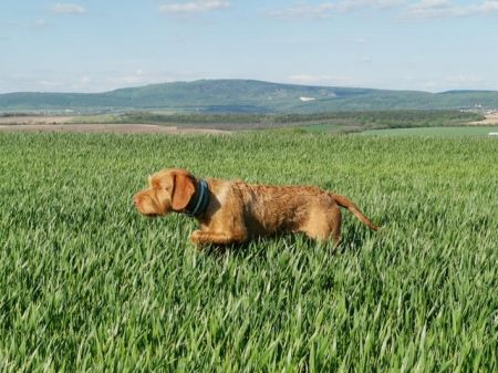 Image of Zöldmáli Unicum