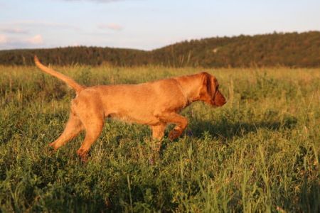 Image of Pilla du Domaine Saint Hubert
