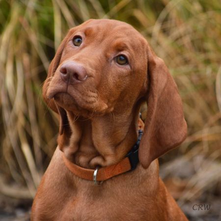 Image of Windrunner Fawa Kinetic Energy