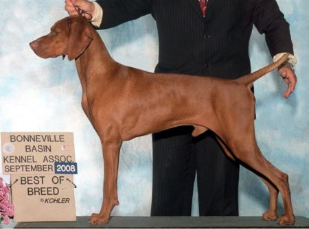 Image of Russet Leather Storm Winds