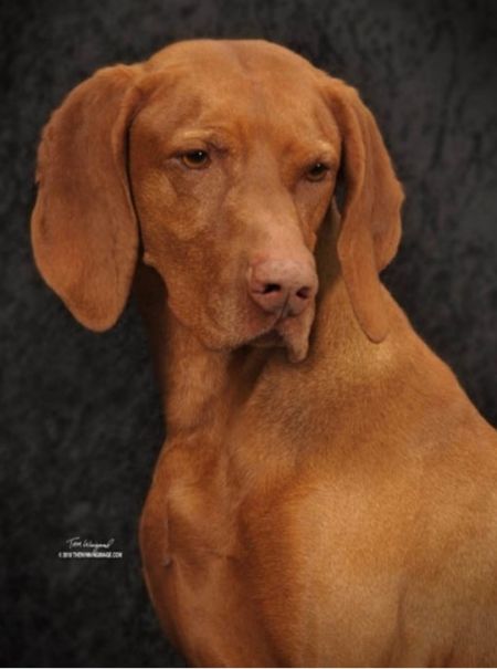 Image of Russet Leather Storm Winds
