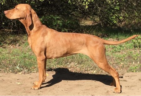 Image of Parlagi-Vadász Gerecse