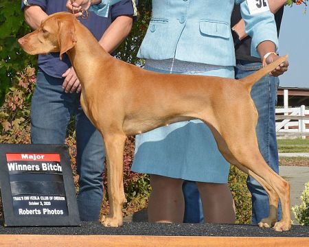 Image of Sokoldalu's Brilliant GT Superstar