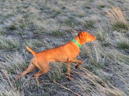 Image of Sokoldalu's Brilliant GT Superstar