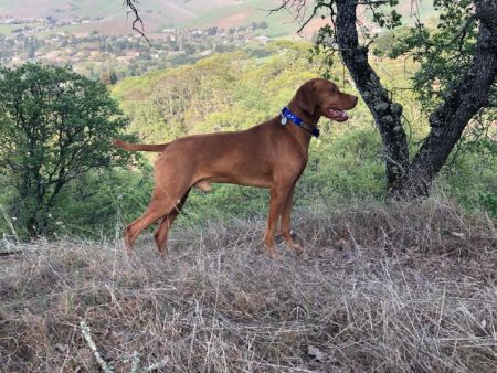 Image of Russet Leather Stormwinds Kizmar High Noon