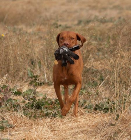 Image of Russet Leather Koa Scout