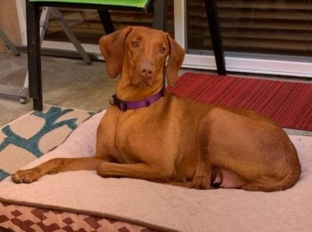 Image of Russet Leather Princess of the Water