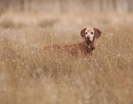 Image of Russet Leather Kichai Fox