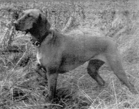 Image of Thora / Thora von Kömlöd