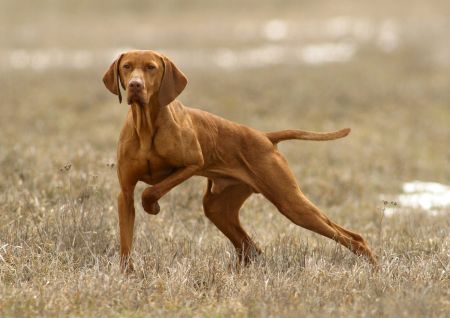 Image of Gércei-Vadász Avar