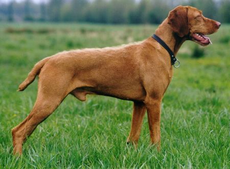 Image of Hunter vom Rauhen-Busch