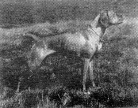 Image of Síksági Panni
