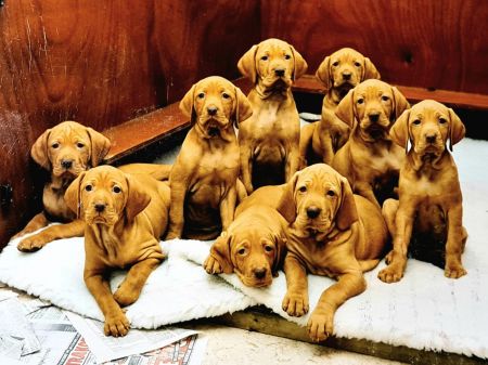 Image of Sharmarkasch Abeeke