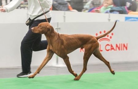 Image of Narco Pepperoni Team