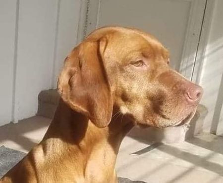 Image of Cameo's Bishop's Crown