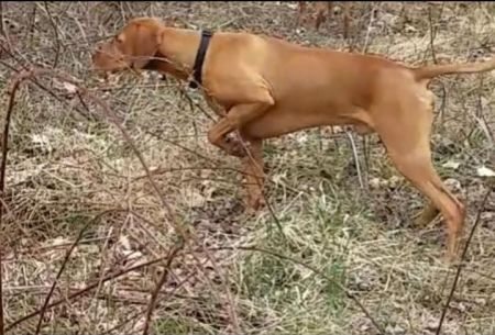 Image of Cameo's Bishop's Crown